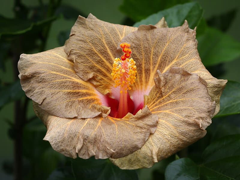 Brown Tropical Hibiscus