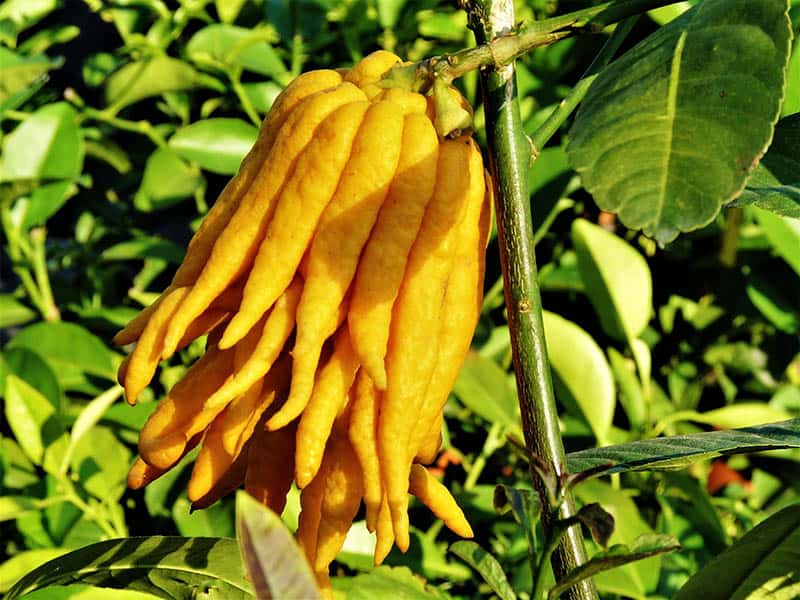 Buddha'S Hand Citrus