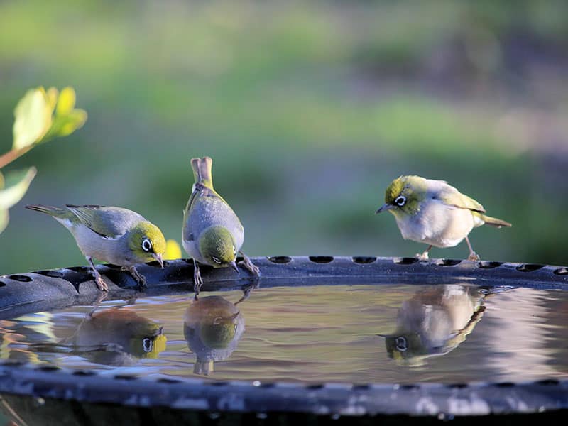 Build Bird Bath