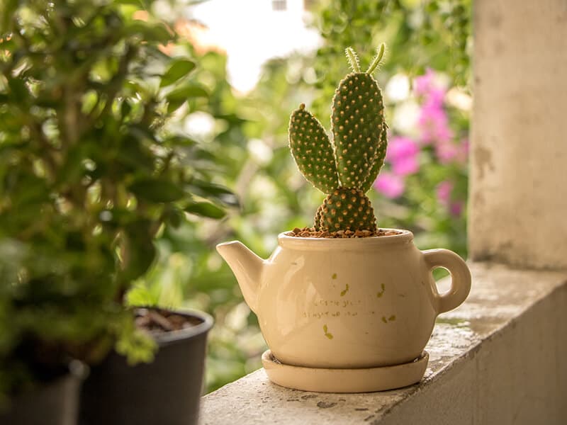 Bunny Ear Cactus