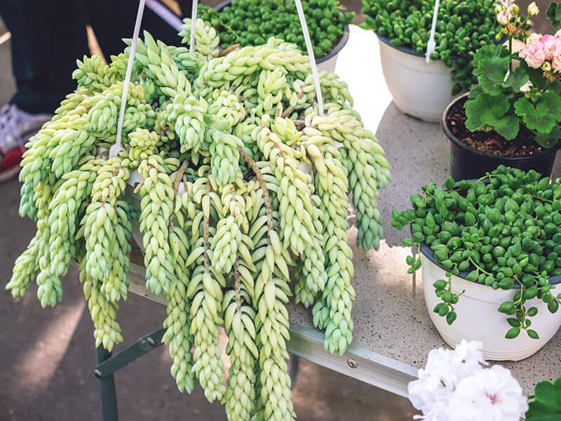 Burro’s Tail Plants