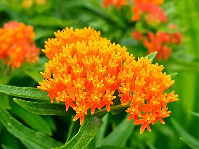 Butterfly Weed