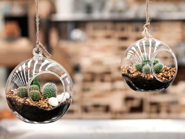 These Amazing 22 Plants Can Grow in Jars & Bottles 2024