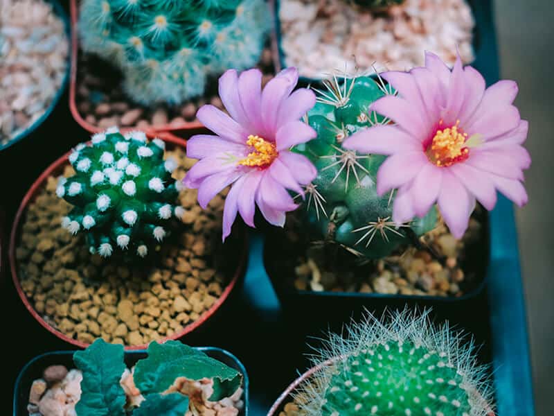 Cactus Blooming Flowers