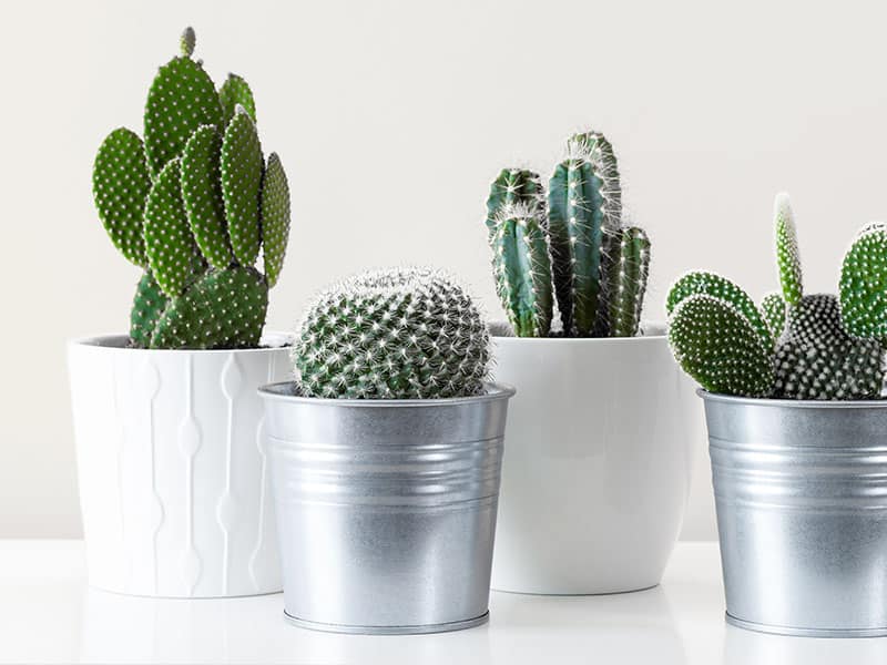 Cactus House Plants