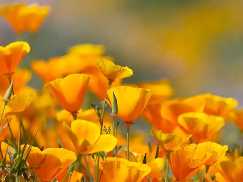 California Poppy