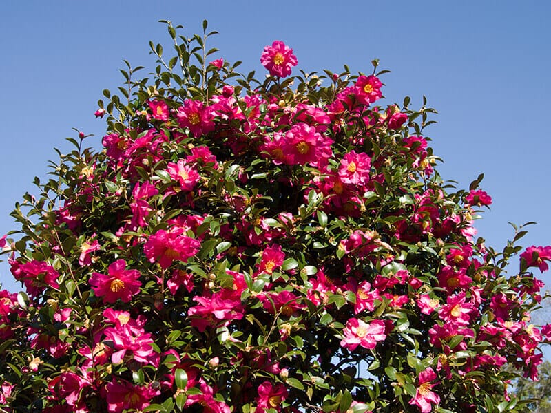 Camellia Tree Flowers