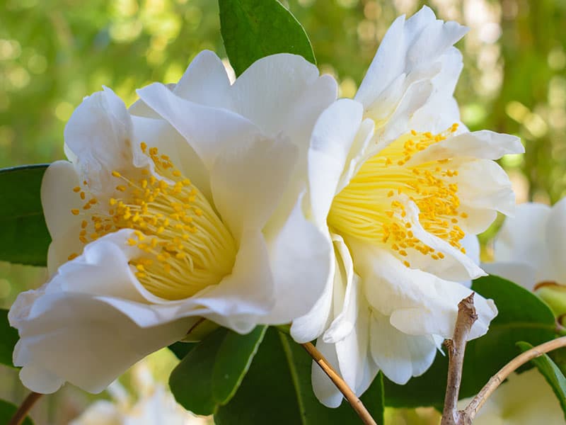 Camellia White Swan