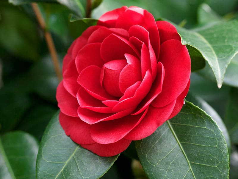 Camellia