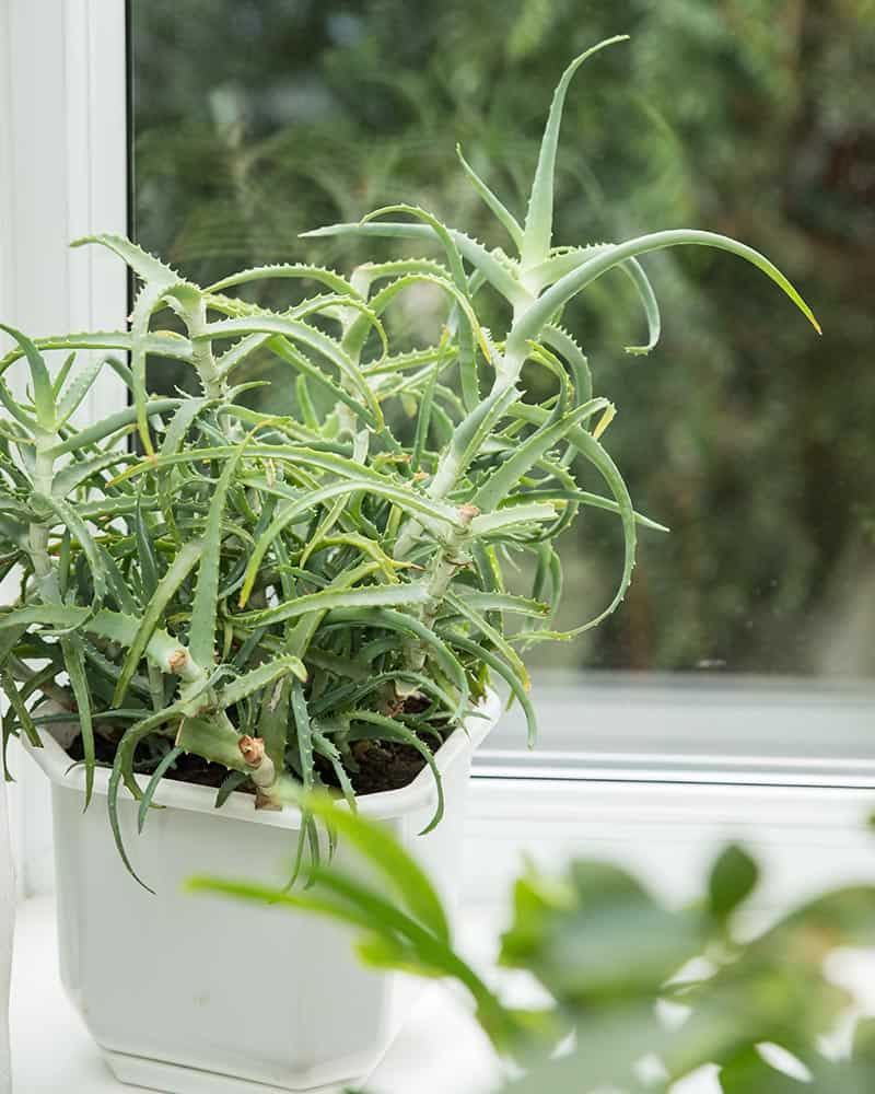 Candelabra Aloe 