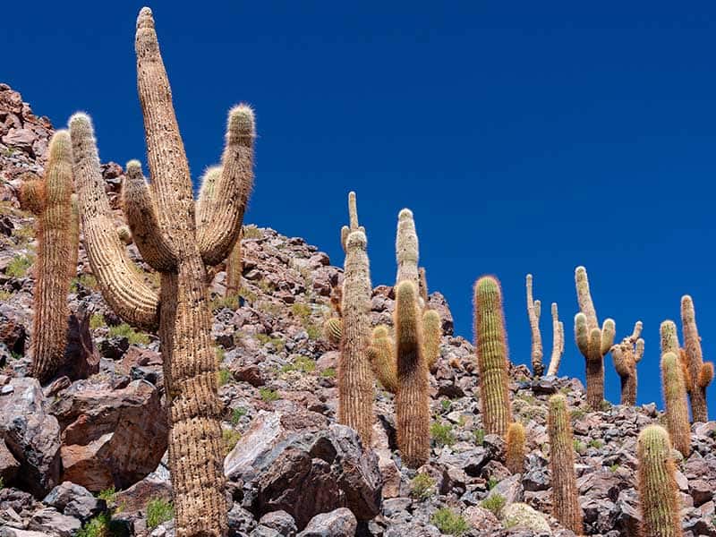 Candelabra Cactus