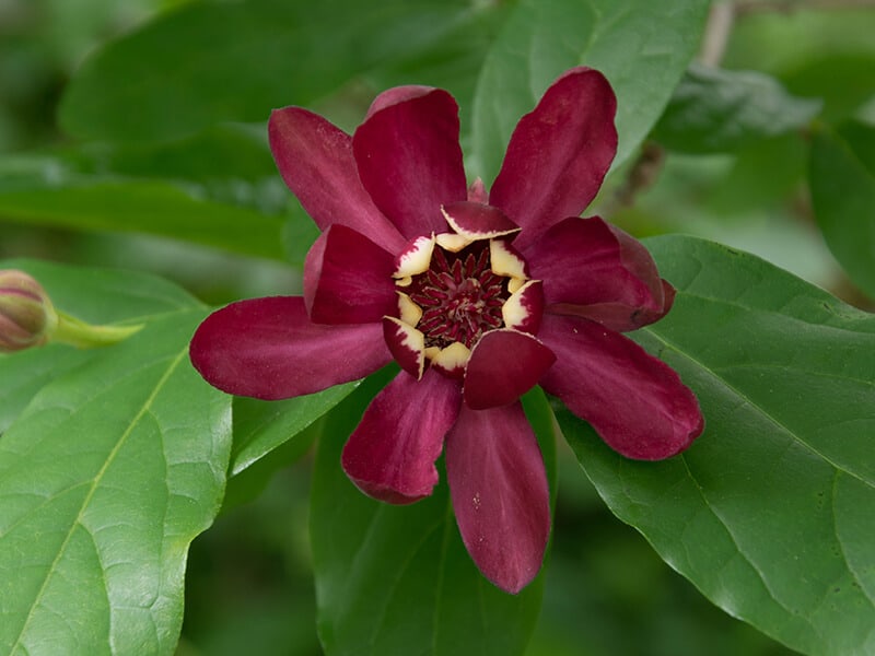 Carolina Allspice