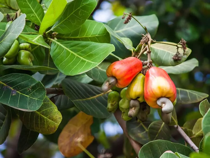 Cashews In Cashew Tree