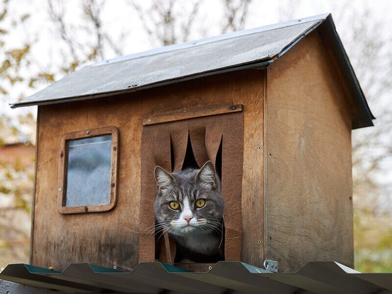 Cat Sits In Wooden House