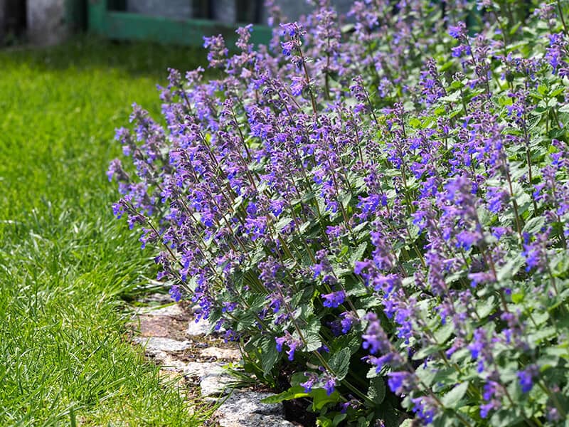 Catmint Plant