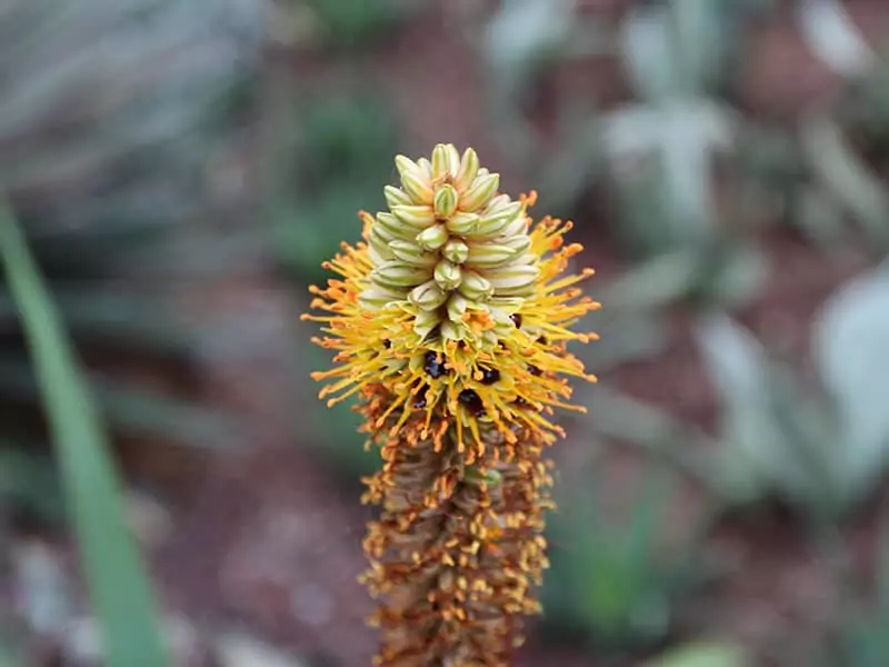 Cat's Tail Aloe