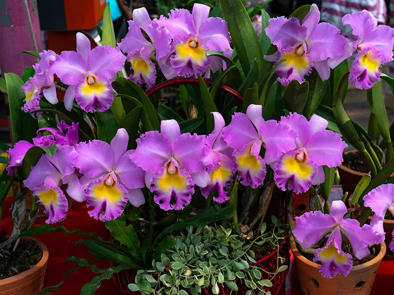 Cattleya Orchids