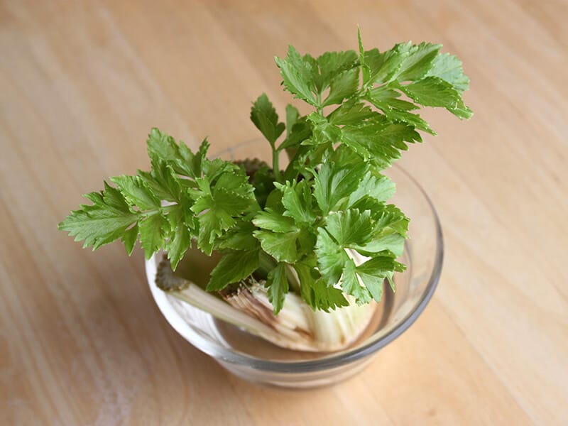 Celery Plant