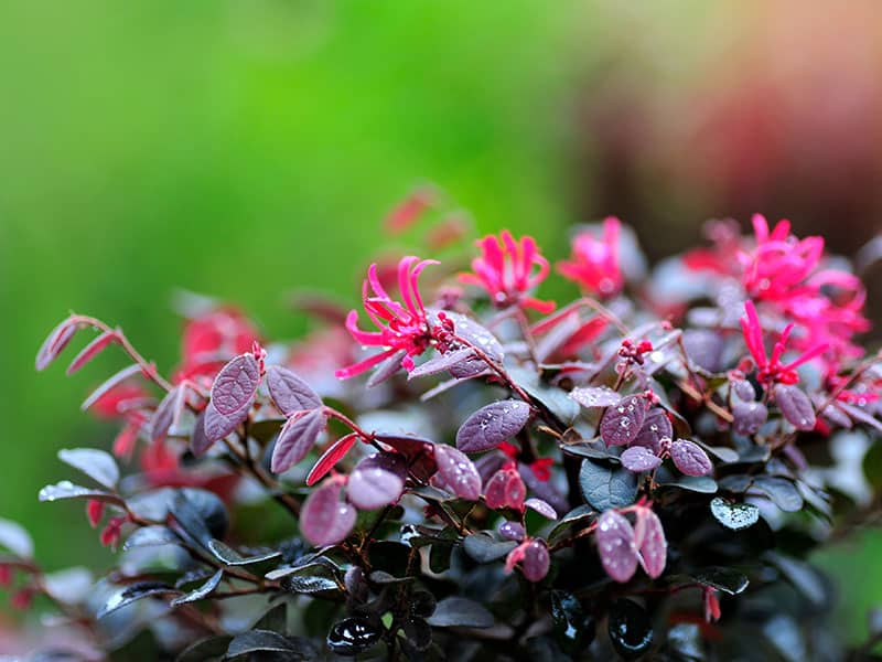 Chinese Fringe Flower