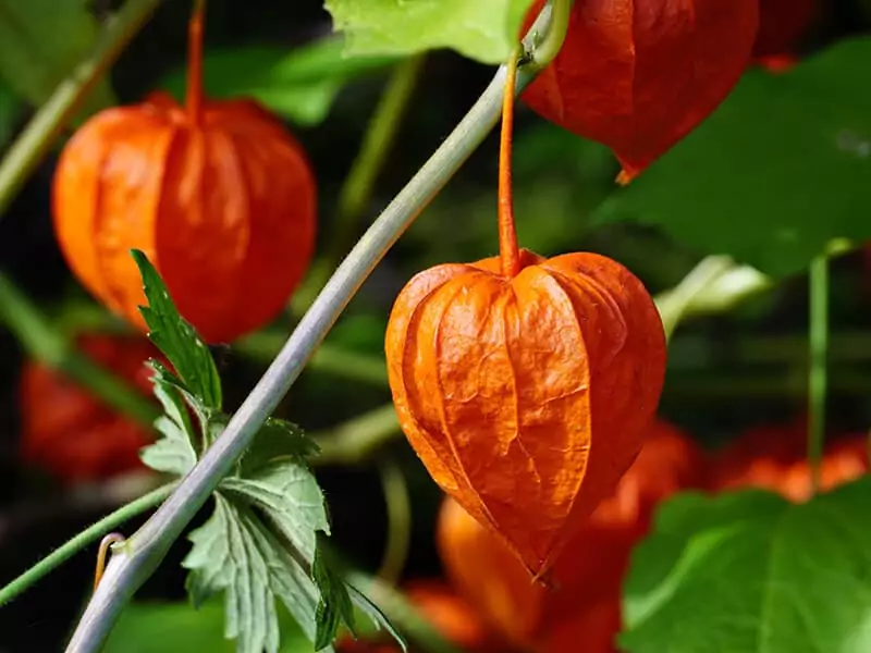 Chinese Lantern