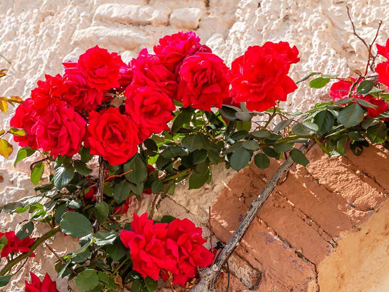 Chinese Rose
