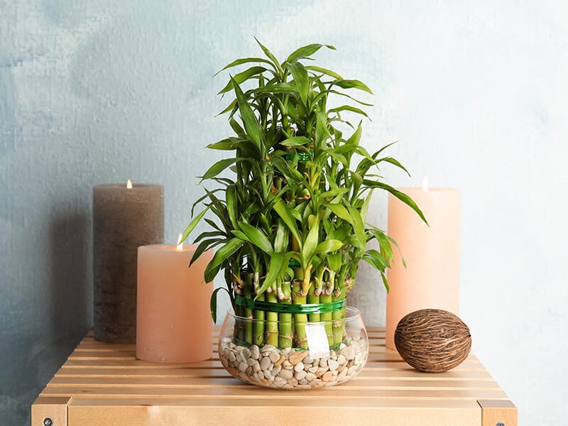 Chinese Water Bamboo