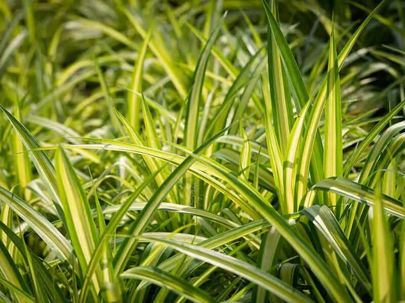 Chlorophytum Spider Plant