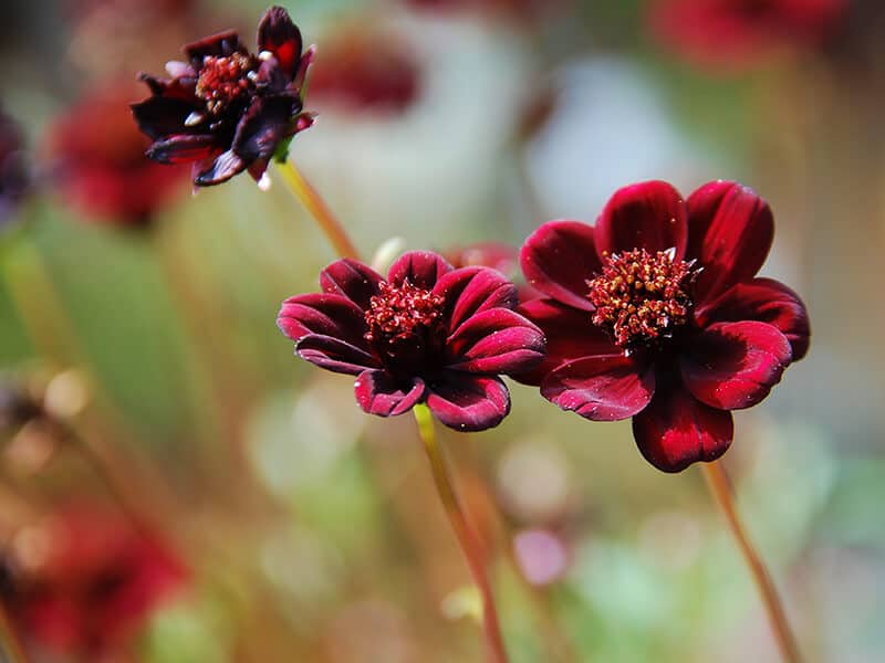 Chocolate Cosmos