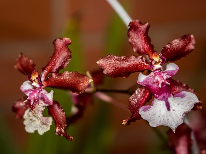 Chocolate Orchid