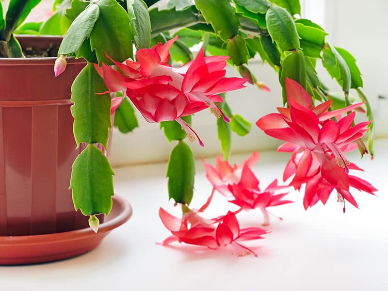 Christmas Cactus