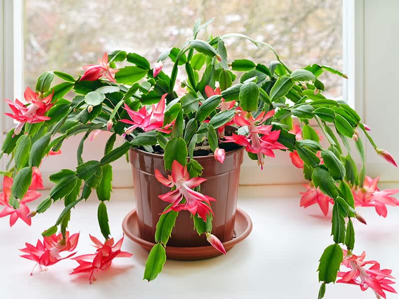 Christmas Cactus Flower