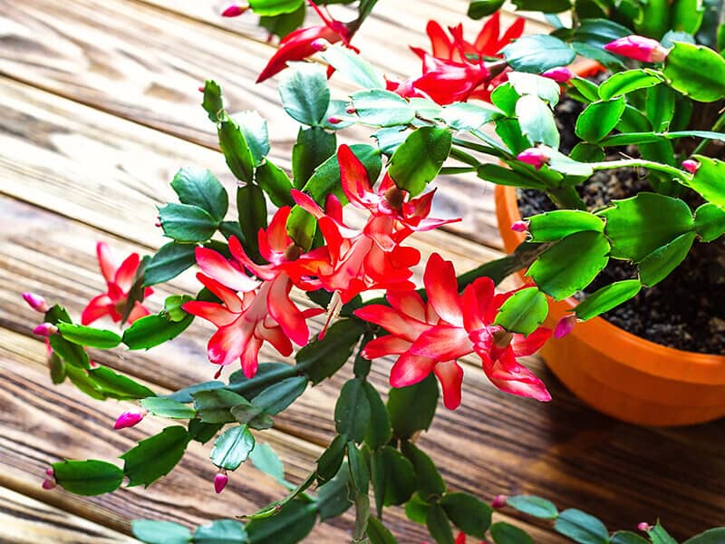 Christmas Cactus