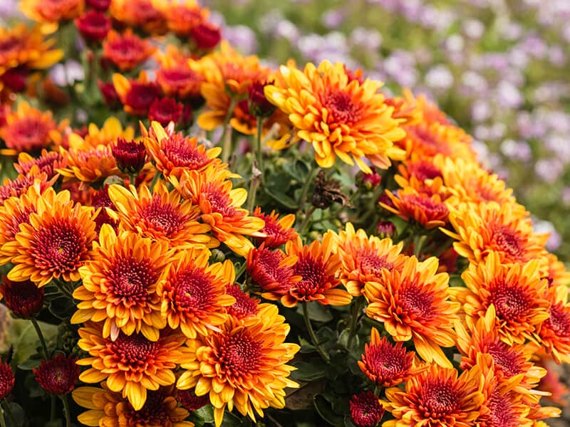 Chrysanthemum Flowers