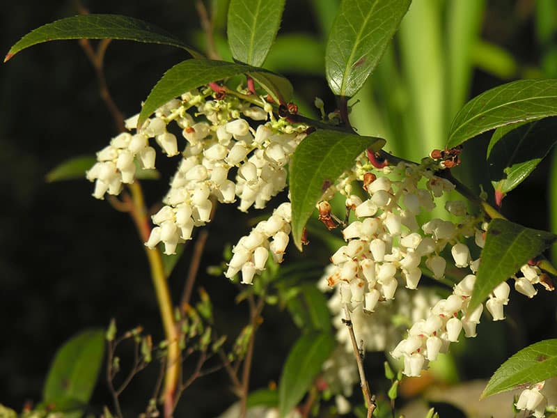 Coast Leucothoe