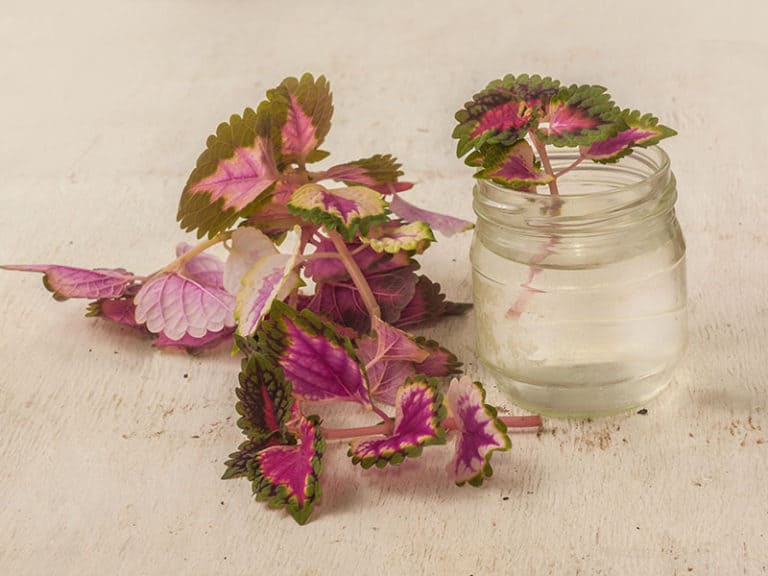 These Amazing 22 Plants Can Grow in Jars & Bottles 2024