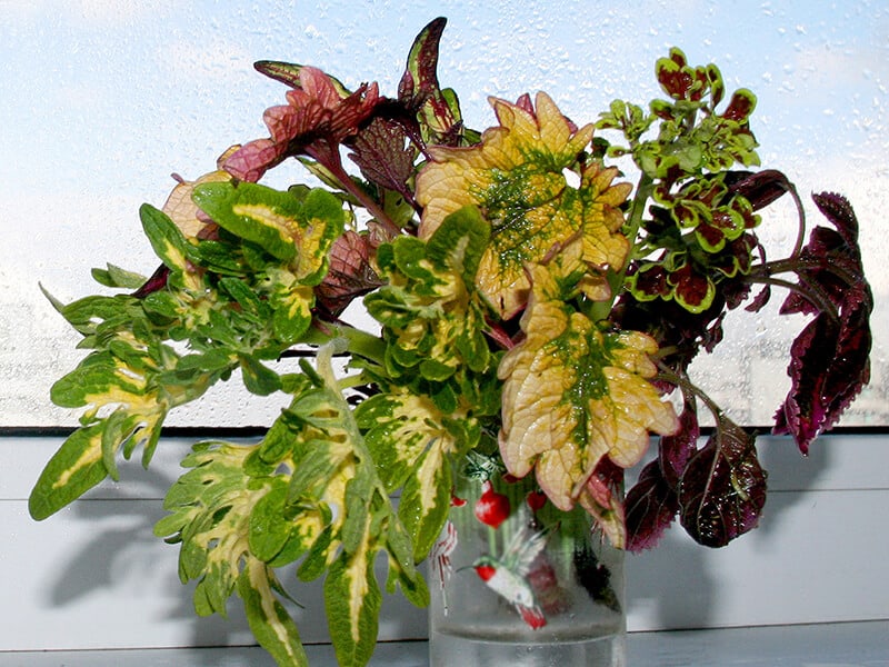 Coleus Plant