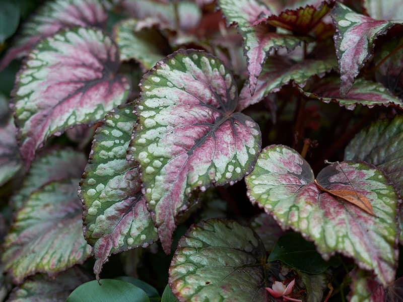 Colorful Foliage Of Rex Begonia Plant