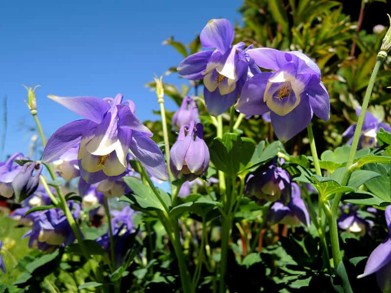 Columbine Flowers