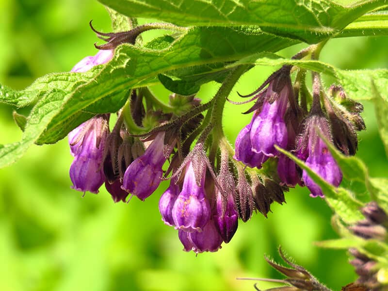 Common Comfrey