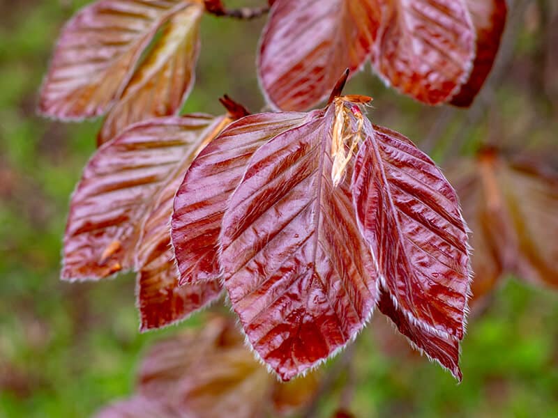 Copper Beech