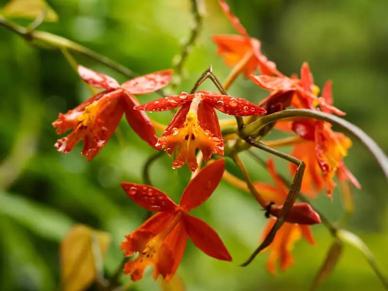 Coppertips Flowers