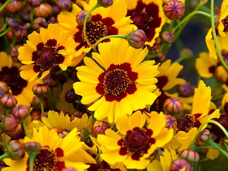 Coreopsis