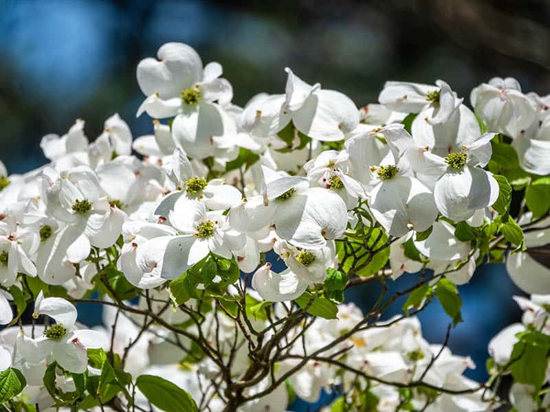 Cornus Florida Or Dogwood