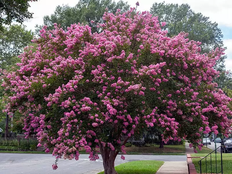 Crape Myrtle