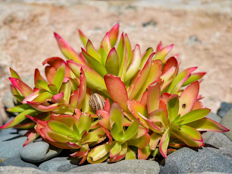 Crassula Capitella Campfire