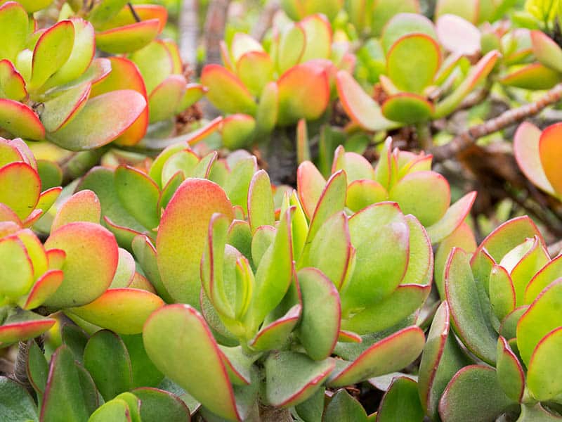 Crassula Ovata Hummel’S Sunset