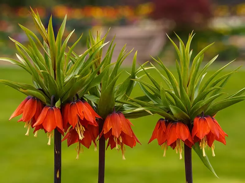 Crown Imperial