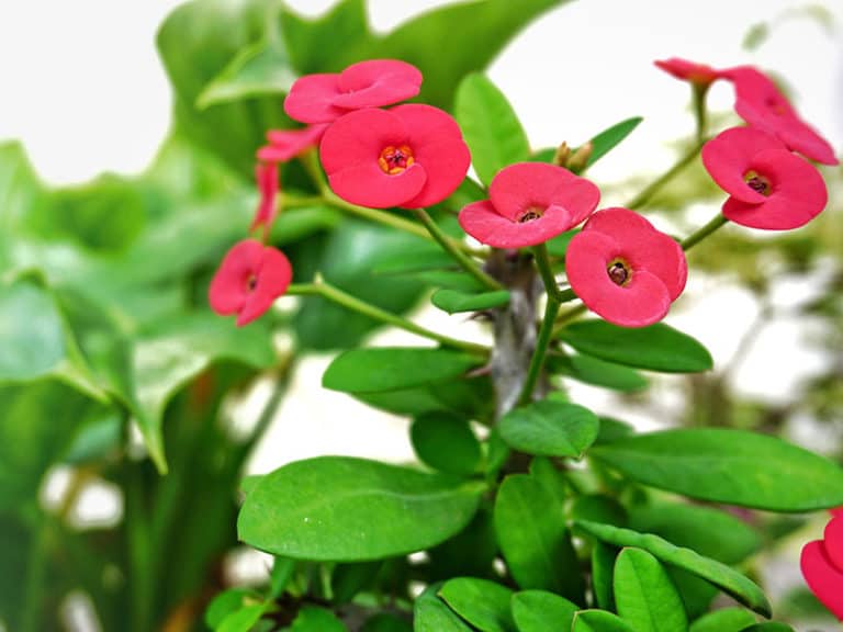 20 Florida Full Sun Plants For Most Beautiful Landscapes