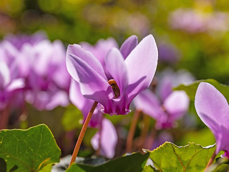 Cyclamen Flowers