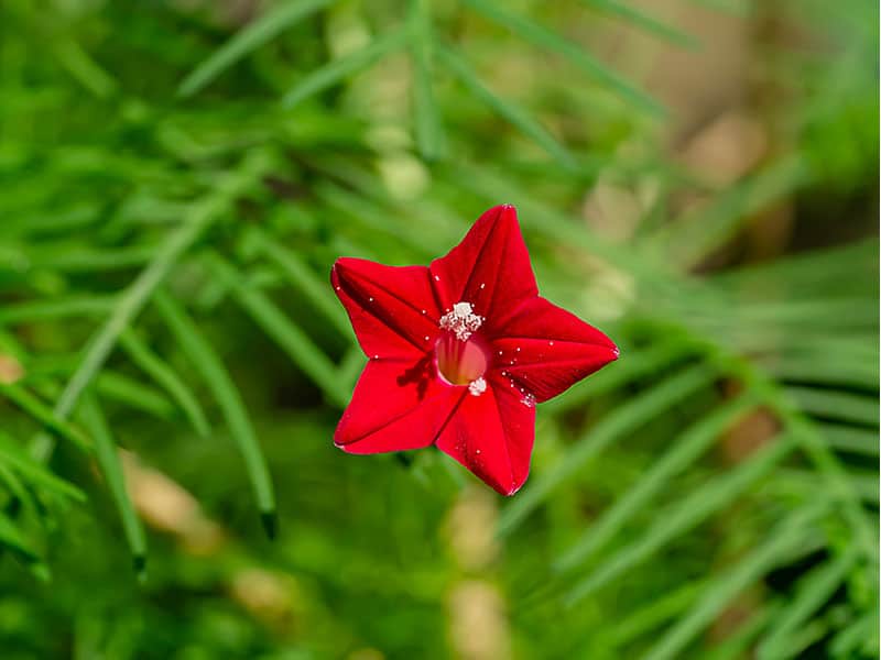 Cypress Vine